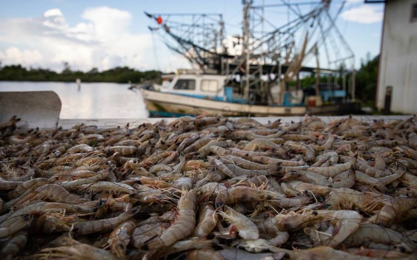 Getty-Shrimp