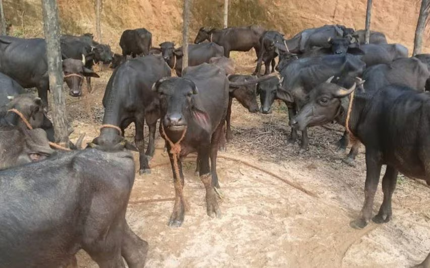 buffalo theft