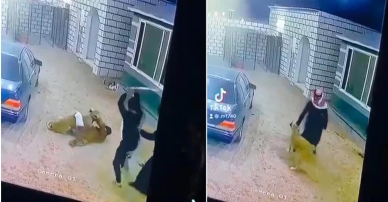 lion-attack-riyadh