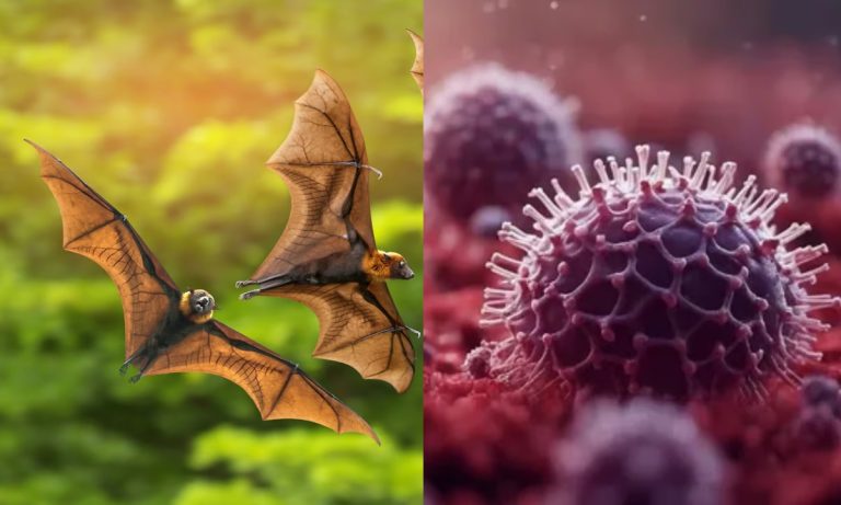 reporterlive_2023-09_98e7a1e1-68dc-4747-9be8-3456c2ea1480_Nipah_virus_is_not_detected_in_bats_from_nipah_affected_areas