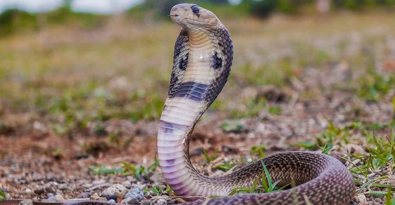 snake-bite-ePhotocorp-istockphoto