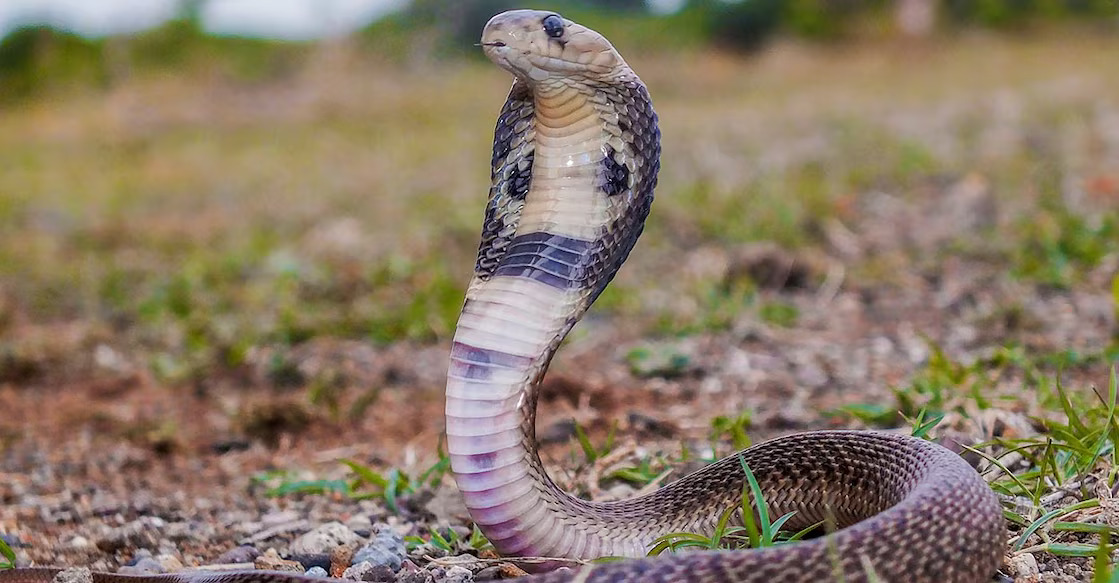 snake-bite-ePhotocorp-istockphoto