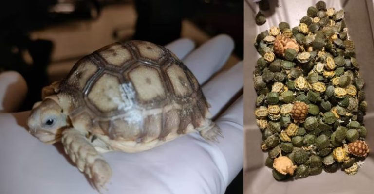 star-tortoise (1)