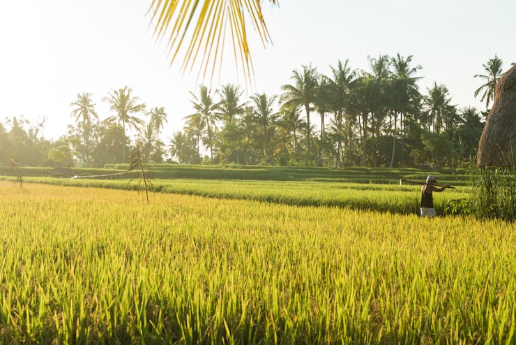 rice-field-bali_1385-1643